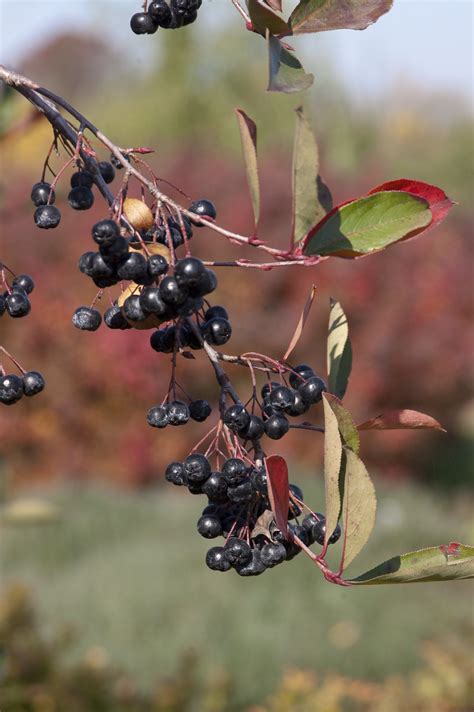 Autumn Magic Black Chokeberries: The Perfect Addition to Your Fall Garden
